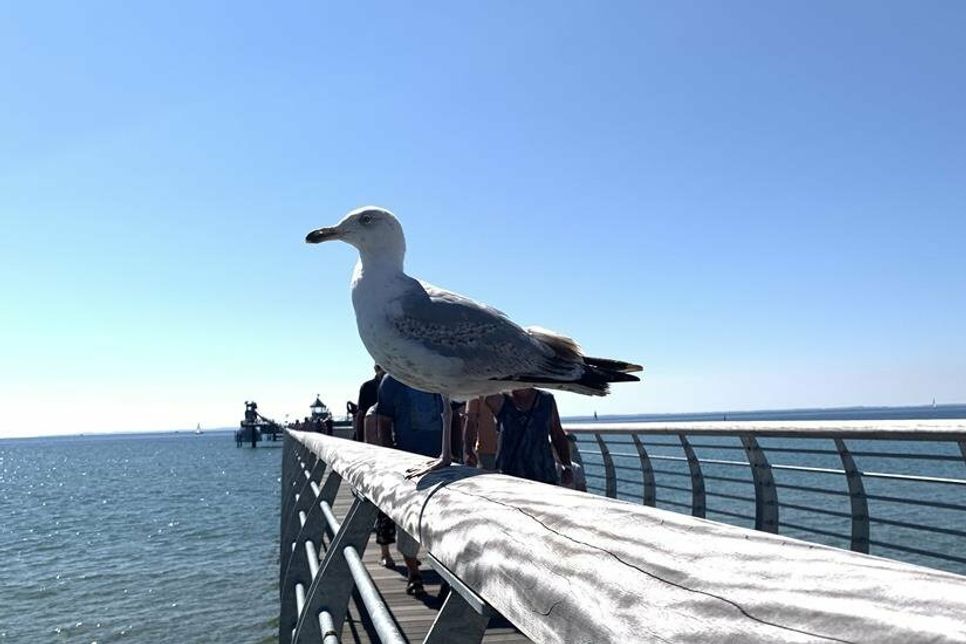 Treffen mit alten Bekannten: Weshalb die Möwen unsere Ostsee-Perlen seit einem Jahr auf dem Kiecker haben, könnt ihr in der Podcastfolge 85 (Ein Tag in Grömitz), nachhören, in der Kristina und Gesche unter anderem die Clan-Strukturen der diebischen Meeresvögel öffentlich machten.