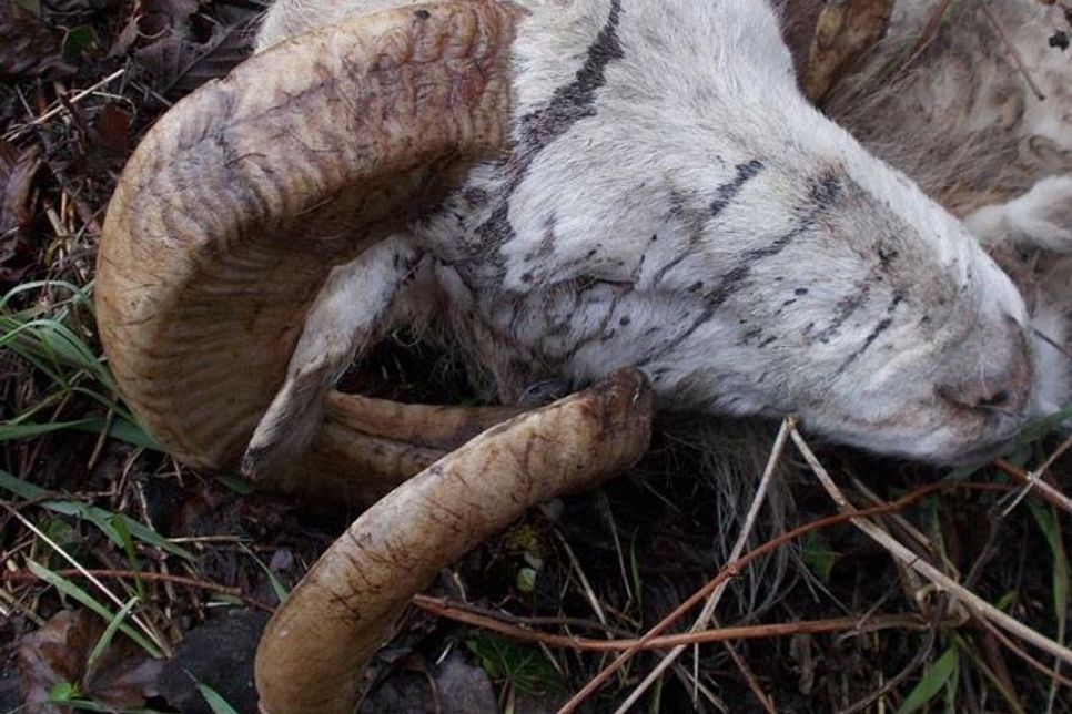 Die Ermittler erhoffen sich Zeugenhinweise, da es sich bei dem aufgefundenen Schafbock um ein auffälliges älteres Tier mit ausgeprägtem, geschwungenem Gehörn gehandelt hat.