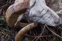 Die Ermittler erhoffen sich Zeugenhinweise, da es sich bei dem aufgefundenen Schafbock um ein auffälliges älteres Tier mit ausgeprägtem, geschwungenem Gehörn gehandelt hat.