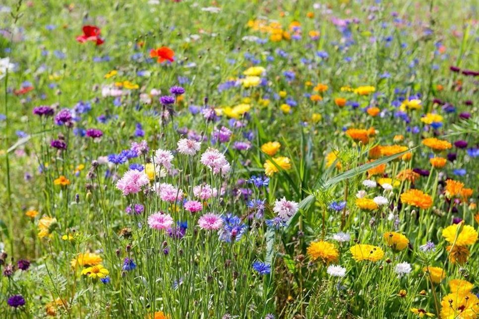 Bunte Vielfalt statt Einheitsrasen: Blumenwiesen schaffen neue Lebensräume für bedrohte Insektenarten. Foto: djd/Cuxin DCM
