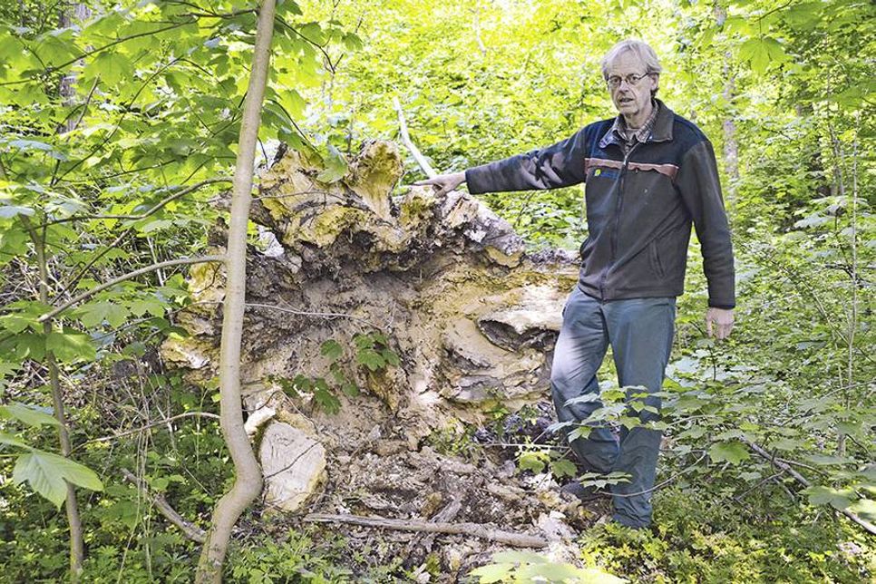 Revierförster Karsten Tybussek zeigt bei der umgestürzten Esche auf den ausgehöhlten Stamm kurz oberhalb der Wurzeln, verursacht durch die Wurzelfäule, die der „Falsche Weiße Stängelbecherchen“ zu verantworten hat. (Foto: René Kleinschmidt)