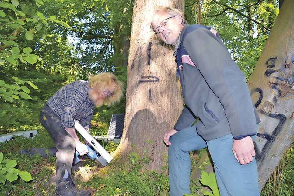 Der zertifizierte Baumkontrolleur Hans-Alfred Will führt an einer Esche eine Probebohrung in der Baumwurzel durch, beobachtet von Förster Karsten Tybussek. (Foto: René Kleinschmidt)