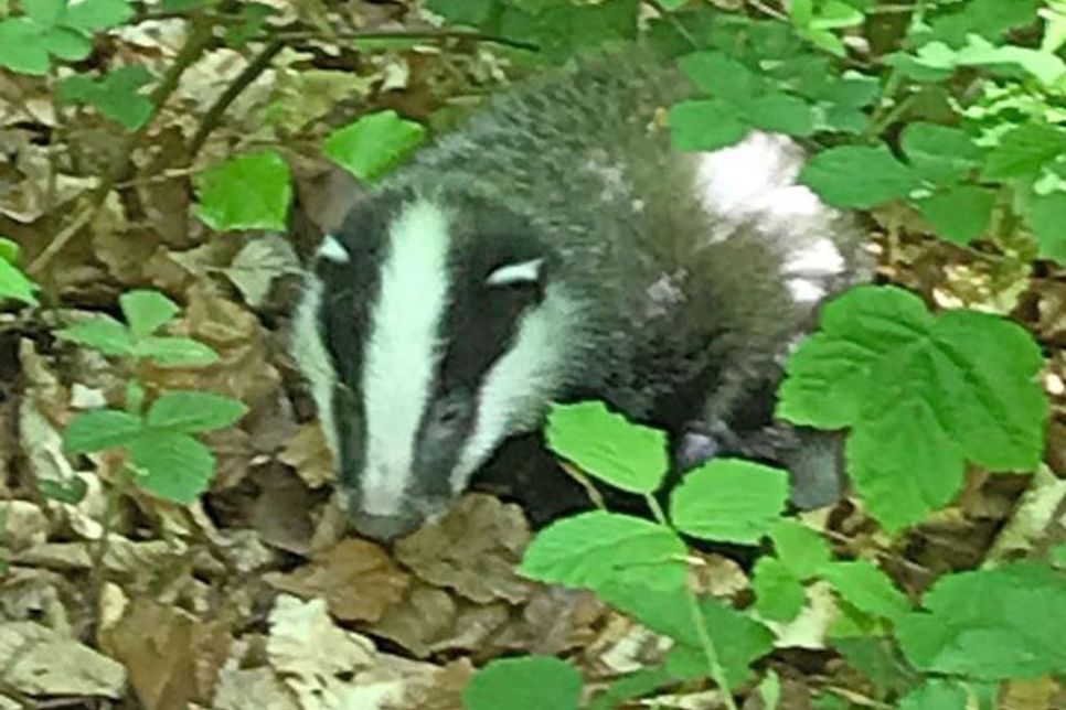 Jeder, der durch den Wald spaziert, kennt es: Plötzlich raschelt es direkt am Weg. Dieser Dachswelpe saß frühmorgens schutzlos im hohen Gras.