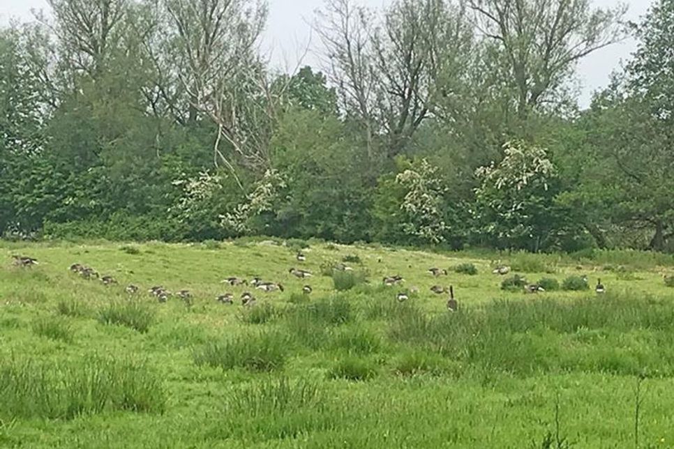 Weiden und Wiesen entlang der Schwentine und den Seen nutzen Wasservögel als Kinderstube.