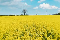 Rund um den Raps halten sich seit Jahren verschiedene Gerüchte, etwa dass die Pflanze giftig oder gesundheitsschädlich sei. Tatsächlich geht von blühendem Raps jedoch keine Gefahr aus.