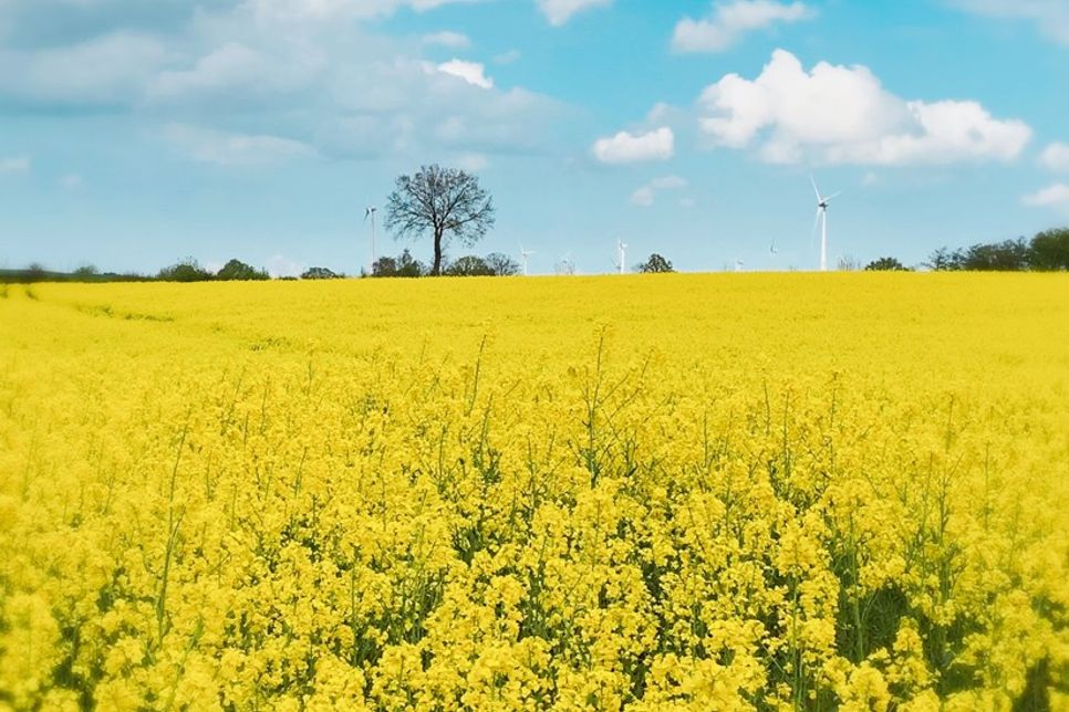 Rund um den Raps halten sich seit Jahren verschiedene Gerüchte, etwa dass die Pflanze giftig oder gesundheitsschädlich sei. Tatsächlich geht von blühendem Raps jedoch keine Gefahr aus.