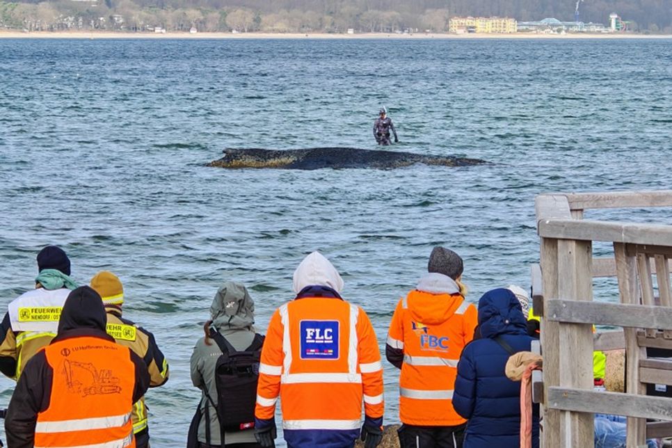 Buckelwal vor Niendorf/Ostsee – Neue, große Rettungsaktion läuft