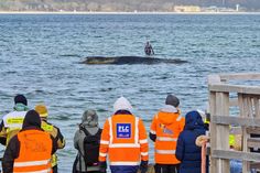 Buckelwal vor Niendorf/Ostsee – Neue, große Rettungsaktion läuft