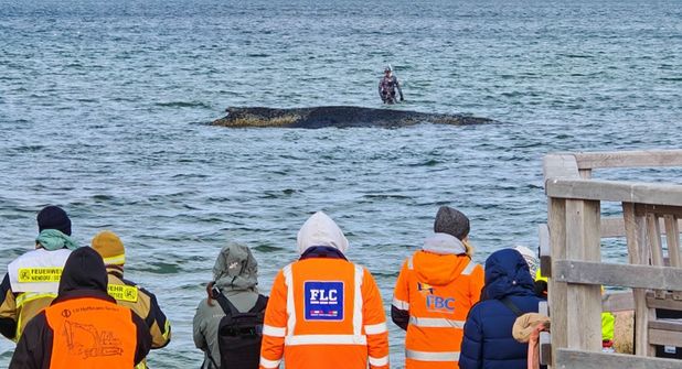 Buckelwal vor Niendorf/Ostsee – Neue, große Rettungsaktion läuft