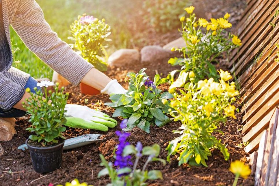 Kräftiges Wachstum auch ohne Torf: Mit den richtigen Tipps gelingt der Umstieg auf unkomplizierte Weise.