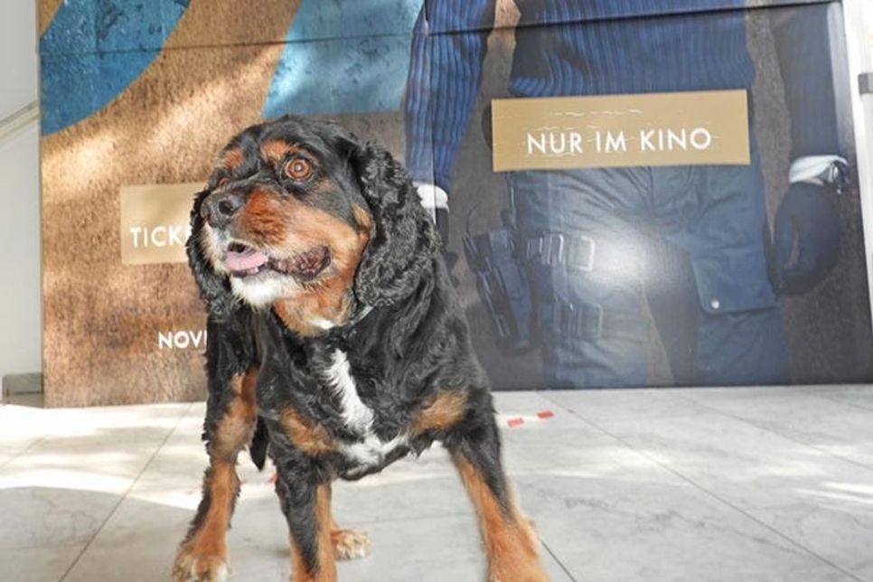 Zwei coole Typen: Jojo, der Kinohund, und James Bond, der voraussichtlich im November startet