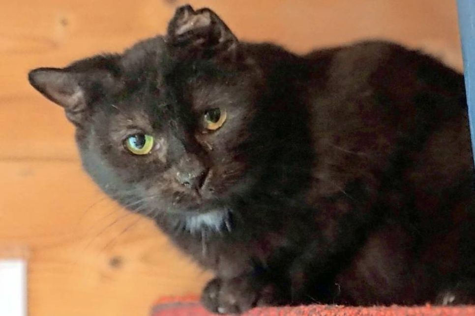 Diese etwa 11 Jahre alte Katze hat viel Pech in ihrem Leben gehabt und leider ein Krüppelohr. Sie ist lieb, ruhig und sollte für den Rest ihres Lebens ein tolles Zuhause finden. Bei Interesse bitte die Tierhilfe Ostholstein unter Tel. 04561/16267 kontaktieren. (red)