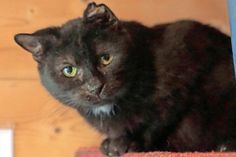 Diese etwa 11 Jahre alte Katze hat viel Pech in ihrem Leben gehabt und leider ein Krüppelohr. Sie ist lieb, ruhig und sollte für den Rest ihres Lebens ein tolles Zuhause finden. Bei Interesse bitte die Tierhilfe Ostholstein unter Tel. 04561/16267 kontaktieren. (red)