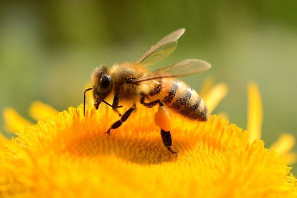 Die Museumshof-Besucher erfahren Wissenswertes rund um das Thema Bienen.