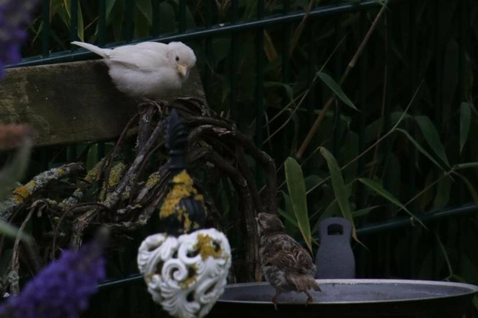 Neustadt. Der Ausdruck „Dreckspatz“ erweist sich hier als völlig unangemessen: Dieser gefiederte Besucher treibt sich derzeit in den Gärten im Bereich des Rosengartens herum. Unseres Wissens nach handelt es sich um eine seltene genetische Variante des Haussperlings (Passer domesticus). Normalerweise haben Haussperlinge ein bräunlich-graues Federkleid, das ihnen hilft, sich zu tarnen. Wir freuen uns, dass dieses Exemplar so auffällig ist, und danken unserem Leser Rüdiger Kordts für die tollen Fotos. (he)