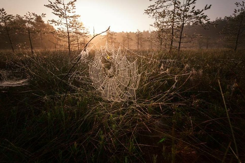 „Je mehr man weiß, desto mehr kann man sehen“, sagt Erzähler und Tatort-Kommissar Axel Milberg zum Naturfilm „Magie der Moore“. Er zeigt ein filigranes Kunstwerk, das von der Natur in Jahrtausenden geschaffen wurde und das wir erst allmählich beginnen zu erforschen, zu verstehen - und zu bewahren.