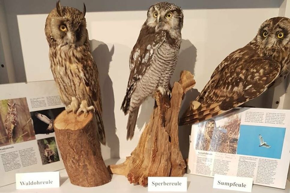 Sonderausstellung „Greifvögel und Eulen“.