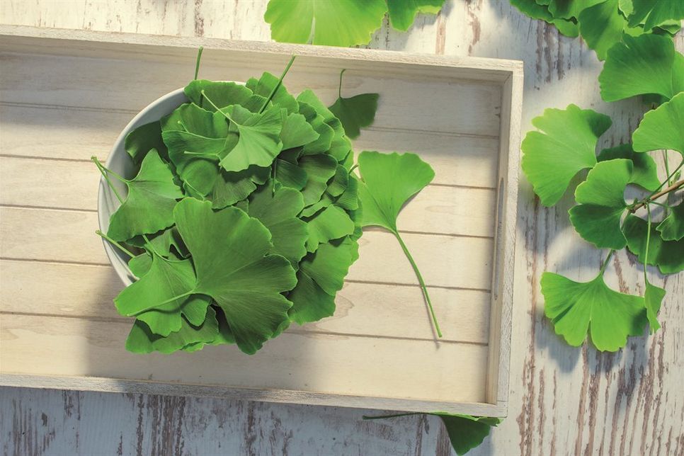 Die wirksamsten Inhaltsstoffe befinden sich bei Ginkgo in den Blättern.
