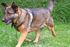 „Jule“ sucht ein Zuhause.