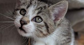 Luna ist auf der Suche nach einem Zuhause.