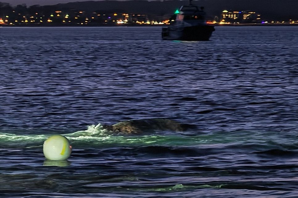 Buckelwal von Niendorf/Ostsee ist frei und wird von Booten begleitet