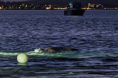 Buckelwal von Niendorf/Ostsee ist frei und wird von Booten begleitet