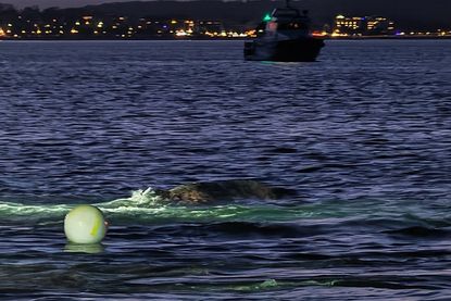 Buckelwal von Niendorf/Ostsee ist frei und wird von Booten begleitet