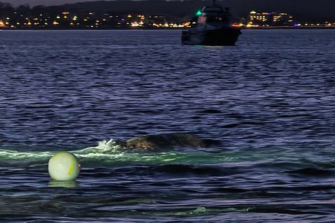 Buckelwal von Niendorf/Ostsee ist frei und wird von Booten begleitet