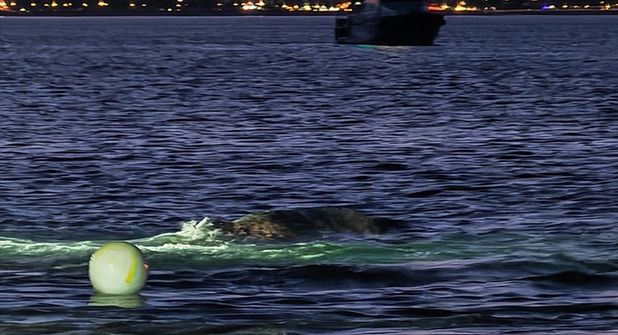 Buckelwal von Niendorf/Ostsee ist frei und wird von Booten begleitet
