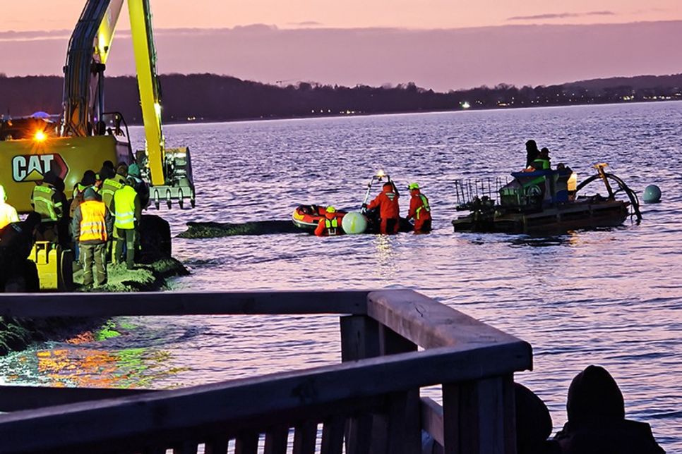 Buckelwal von Niendorf/Ostsee ist frei und wird von Booten begleitet