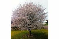 Annegret Wiening zückte im Garten ihrer Tochter die Kamera, um diese Blütenpracht zu fotografieren.