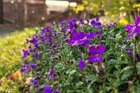 Von Mary Riedel aus Eutin kommen diese Frühlingsboten, aufgenommen im Garten der Fotografin.