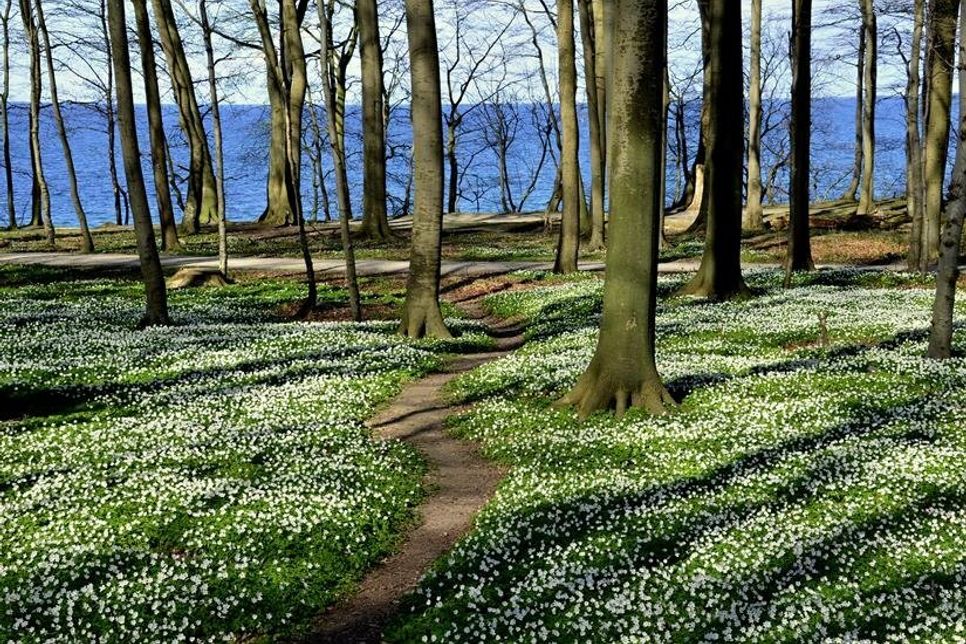 Buschwindröschen und Meer soweit das Auge reicht: Monika Grebien nahm diesen weißen Frühlingstraum im Küstenwald am Weissenhäuser Strand/Am Eitz auf.