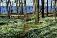 Buschwindröschen und Meer soweit das Auge reicht: Monika Grebien nahm diesen weißen Frühlingstraum im Küstenwald am Weissenhäuser Strand/Am Eitz auf.