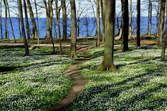 Buschwindröschen und Meer soweit das Auge reicht: Monika Grebien nahm diesen weißen Frühlingstraum im Küstenwald am Weissenhäuser Strand/Am Eitz auf.