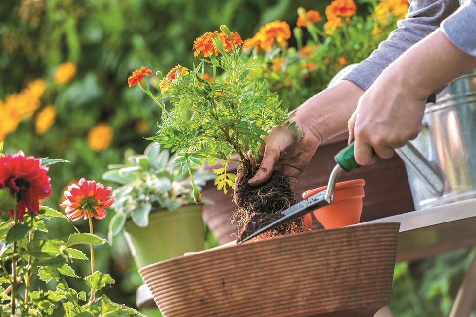 Ob für das Beet oder den Topf: Wer an die Umwelt denkt, wählt Blumen, die mit reduziertem Einsatz von Pflanzenschutzmitteln aufgezogen wurden.