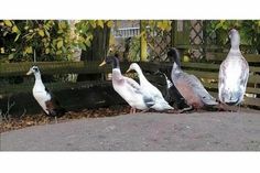 Diese sechs Laufenten wurden von einem umzäunten Grundstück in Warnsdorf gestohlen.