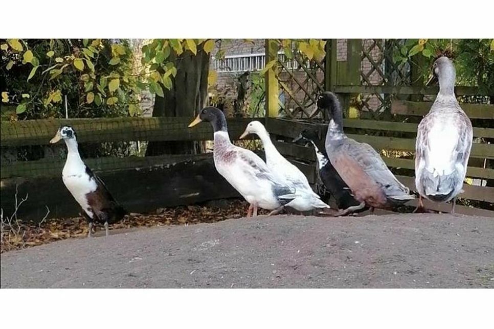 Diese sechs Laufenten wurden von einem umzäunten Grundstück in Warnsdorf gestohlen.