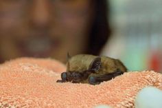 Eine der in der Schill-Kaserne nachgewiesenen Arten: Die Mückenfledermaus. Die Tiere sind, wenn sie die Flügel gefaltet haben, nicht größer als eine Walnuss. Fotos: Schneider