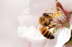 Nicht nur Menschen freuen sich über einen reich gedeckten Tisch vor ihrer Tür: Auch Honig- und Wildbienen sind vielerorts auf das Nektar- und Pollenangebot privater Gärten angewiesen.