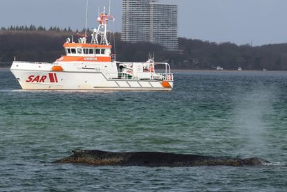 Am Donnerstag noch lag der Wal am Strand vor Niendorf fest. Der Seenotrettungskreuzer „Felix Sand“ aus Grömitz sicherte die Rettungsarbeiten ab. (Die Seenotretter – DGzRS/Alexander Krüger)