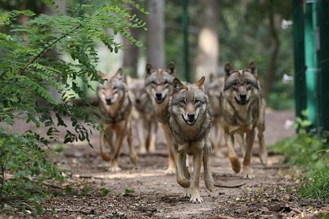 Wölfe in Deutschland: Frank Faß vom Wolfcenter Dörverden wirft mit den jungen Studierenden einen Blick auf dieses faszinierende Rudeltier.