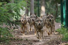 Wölfe in Deutschland: Frank Faß vom Wolfcenter Dörverden wirft mit den jungen Studierenden einen Blick auf dieses faszinierende Rudeltier.