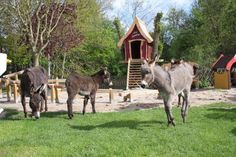 Der Esel- &amp; Landspielhof Nessendorf freut sich auf Besucher und Unterstützer.