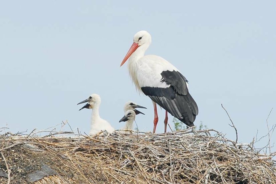 Ein Weißstorch-Weibchen mit ihren Jungen im Vogelpark Niendorf/Ostsee.