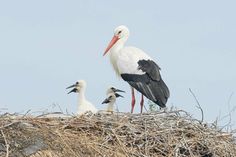 Ein Weißstorch-Weibchen mit ihren Jungen im Vogelpark Niendorf/Ostsee.