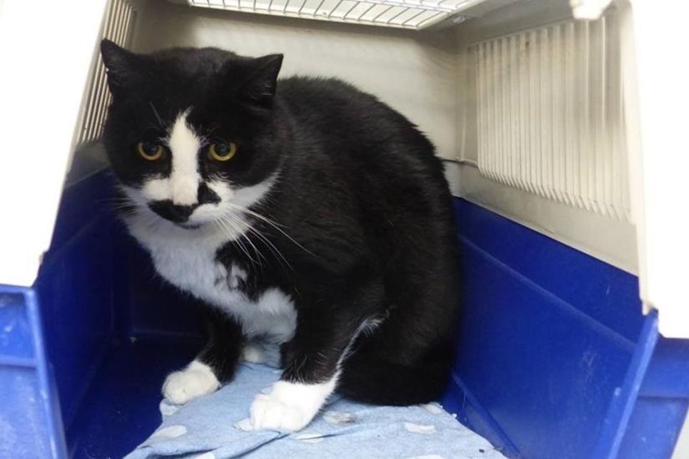 Schashagen/Eutin. Dieser schüchterne Katzenherr wurde am Wochenende im Hermannshof in Schashagen gefunden. Der Kater mit der markanten Zeichnung in seinem Gesicht ist mittleren Alters und etwas zurückhaltend, aber freundlich. Wer ihn vermisst, meldet sich bitte im Eutiner Tierheim unter Tel. 04521/73644. (red)