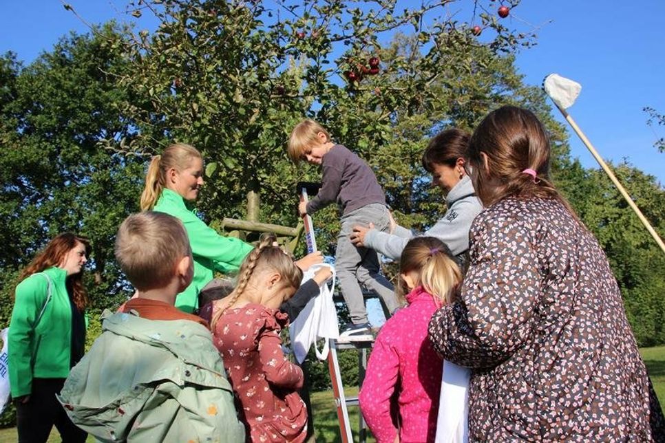 Die „Schuleulen“ aus der Kita Am Kaiserholz kamen mit der Hilfe ihrer Erzieherinnen und den Stadtwerke-Mitarbeiterinnen auch an die Äpfel ganz oben im Baum heran.