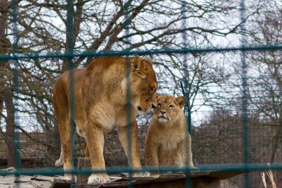 Löwin „Ayla“ mit ihrem Löwenjungen „Amary“.