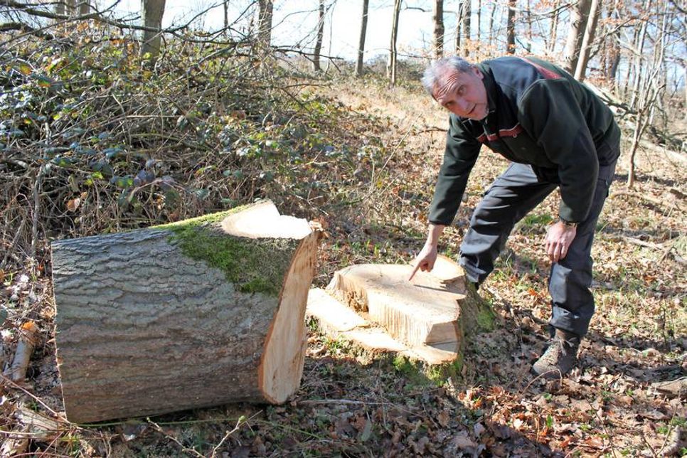 Anhand dieses Baumstammes zeigt Revierleiter Thomas Tiede den Pilzbefall.